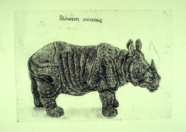 Rhinoceros unicornis (&copy; Johanna Kiivaskoski)